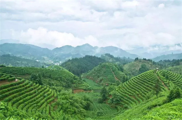 1551409350653392.jpg 640.webp (6).jpg